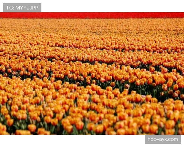 荷兰郁金香足球掀起战术革新浪潮,新星崛起引关注